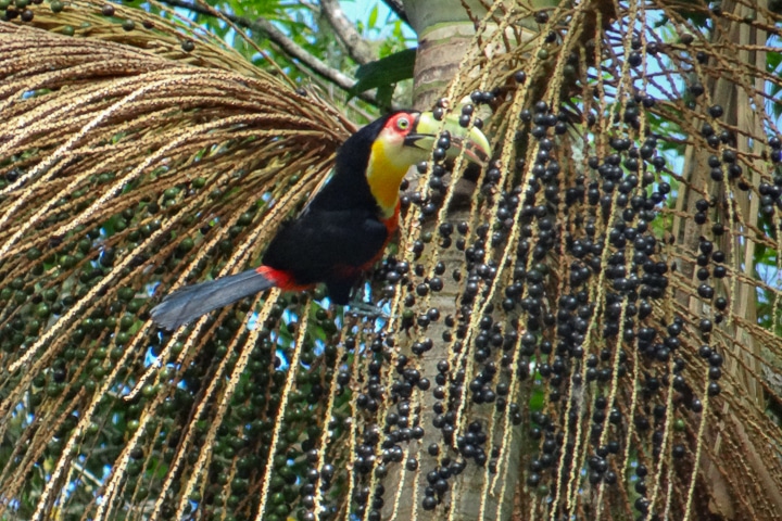 Tucano-de-bico-verde