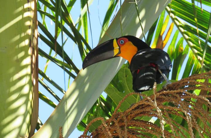 Tucano-de-bico-preto