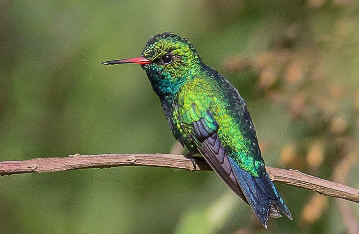 Besourinho-de-bico-vermelho
