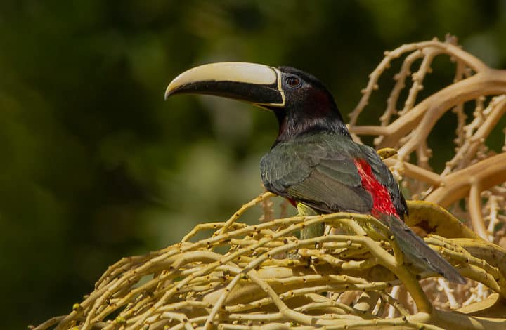 Araçari-de-bico-branco