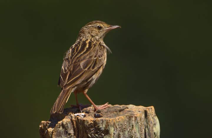 Caminheiro-de-barriga-acanelada