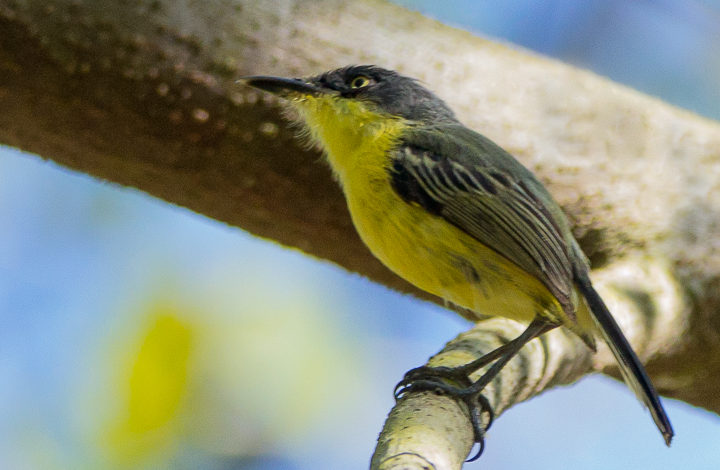 Ferreirinho relógio