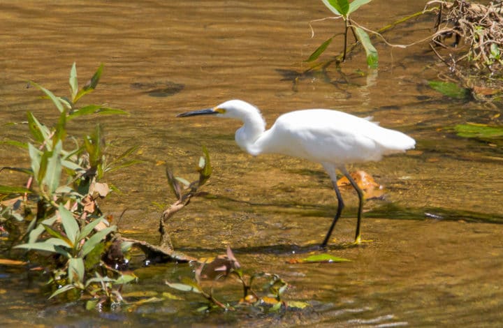 Garça branca pequena