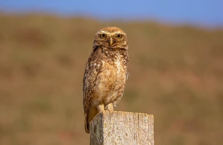 Coruja=buraqueira
