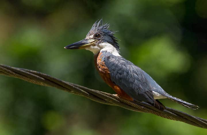 Martim-pescador-grande
