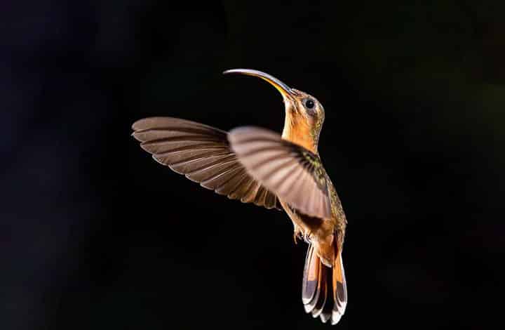 Balança-rabo-de-bico-torto