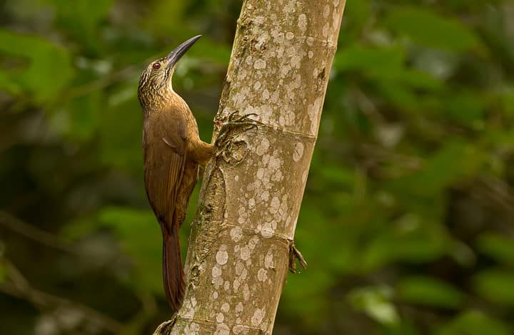 Arapaçu-de-garganta-branca