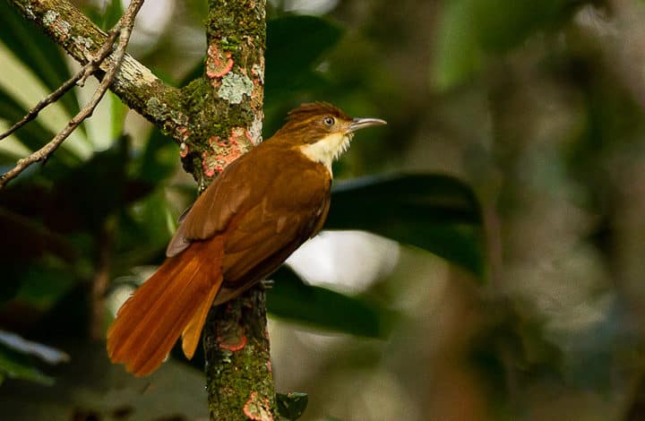 Barranqueiro-de-olho-branco