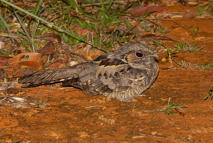 Bacurau