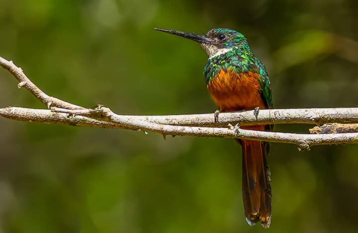 Ariramba-de-cauda-ruiva