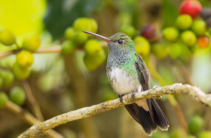 Beija-flor-de-garganta-verde