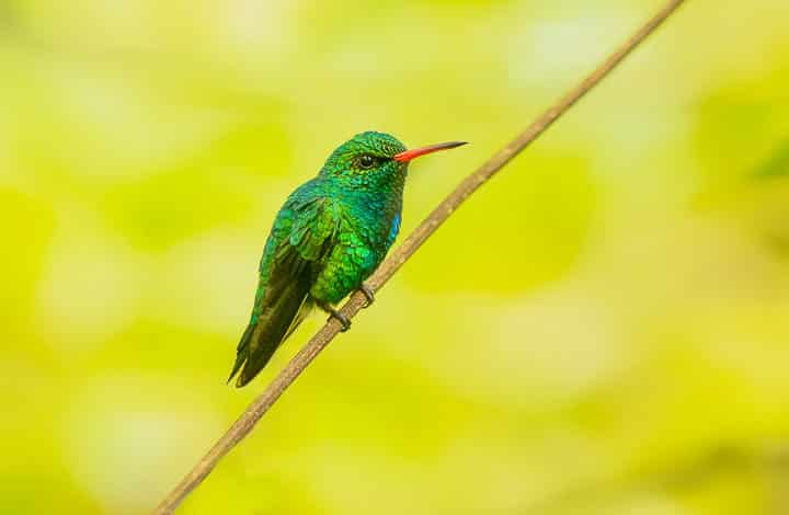 Besourinho-de-bico-vermelho