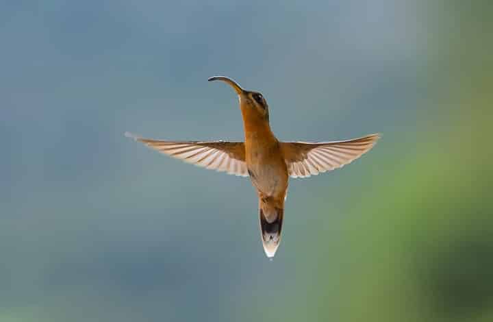 Balança-rabo-de-bico-torto