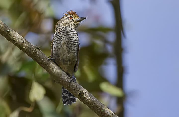 Choca-de-chapéu-vermelho