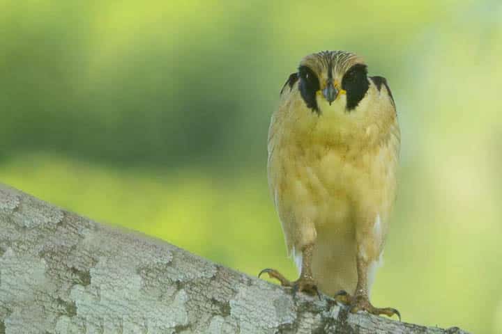 Acauã