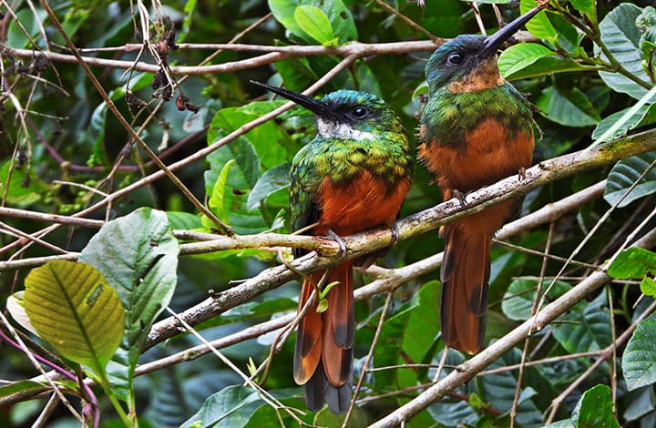 Ariramba-de-cauda-ruiva