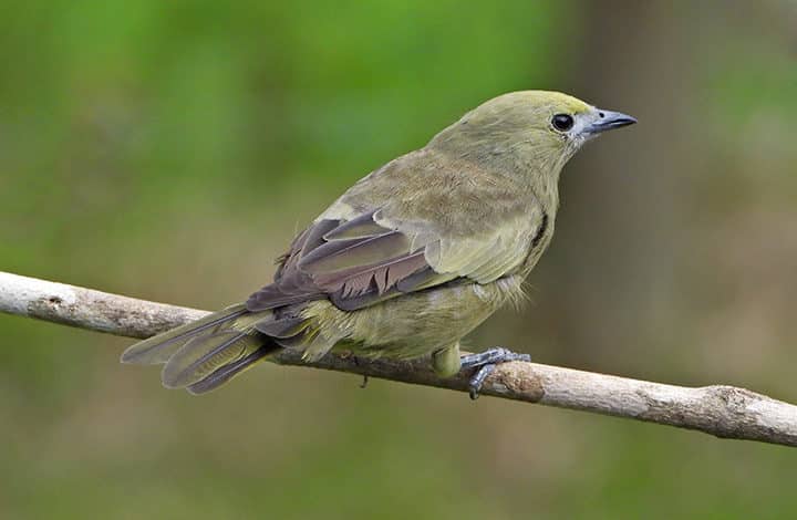 Sanhaço-do-coqueiro
