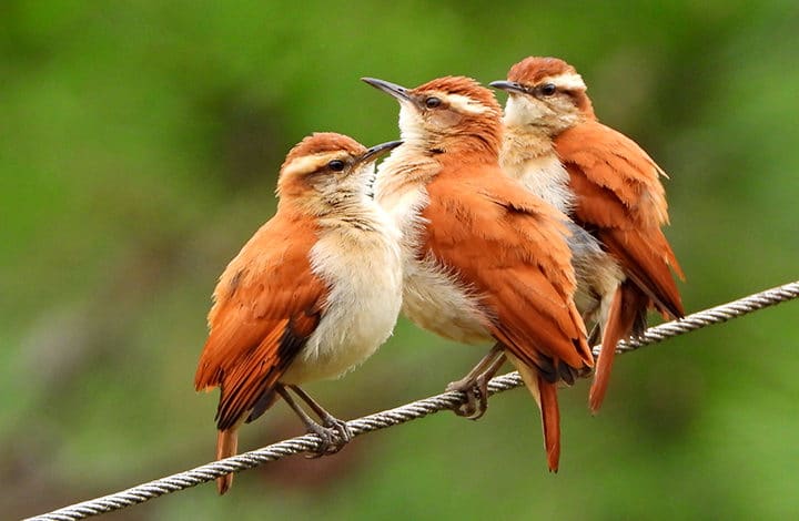 Casaca-de-couro-da-lama