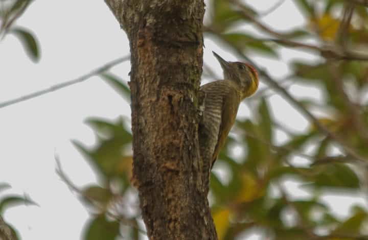 Pica pau de testa pintada