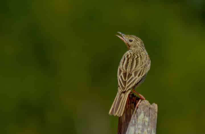 Caminheiro-de-barriga-acanelada