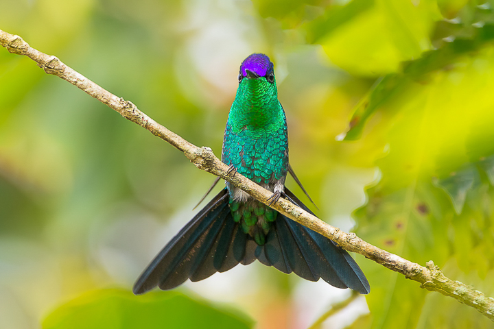 Beija flor de fronte violeta | Amoaves