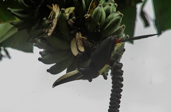 Araçari-de-bico-branco