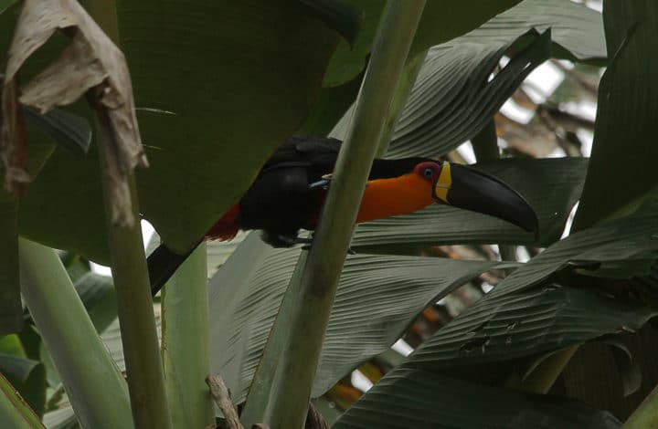 Tucano-de-bico-preto