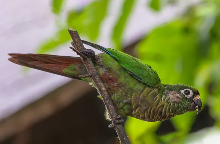 Tiriba-de-testa-vermelha