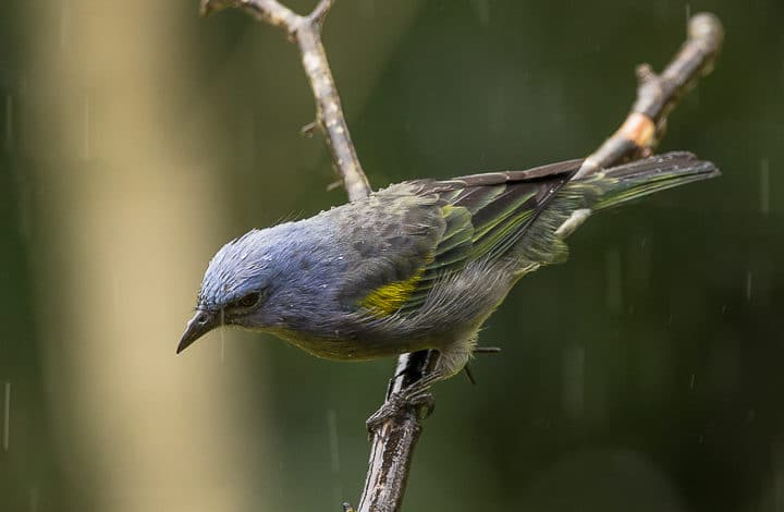 Sanhaço-de-encontro-amarelo
