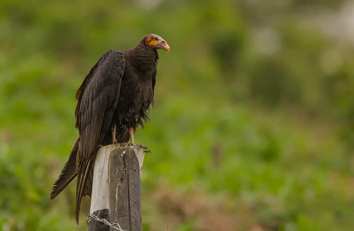 Urubu-de-cabeça-amarela