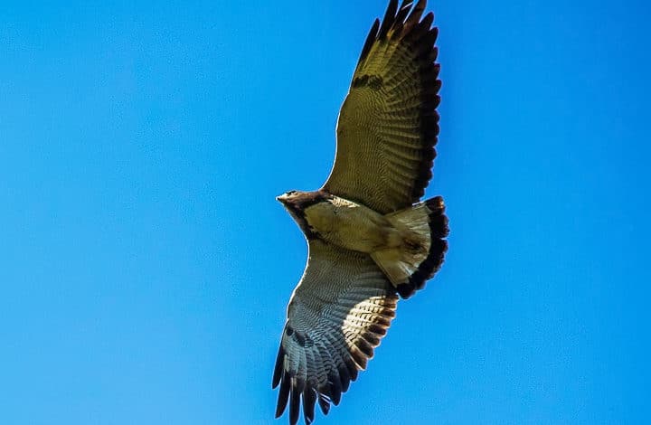 Gavião de rabo branco