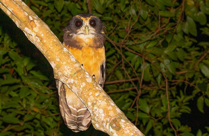 Murucututu de barriga amarela