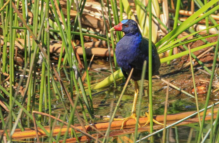 Frango d’água azul