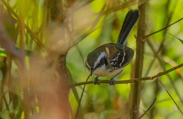 Formigueiro da serra