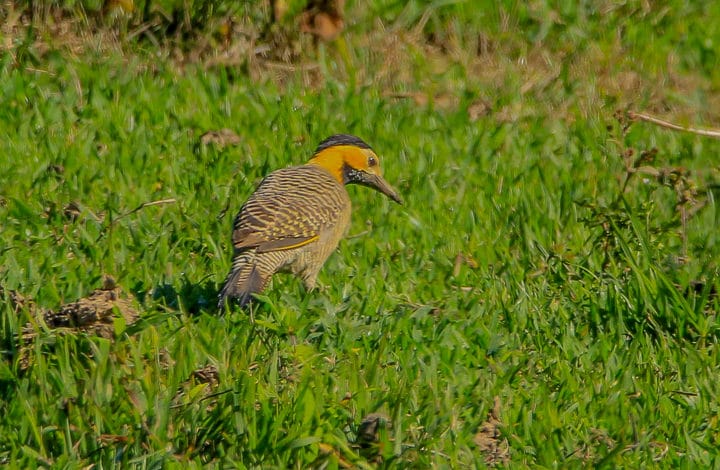 Pica pau do campo
