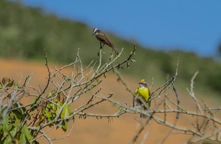 Bentevizinho-de-asa-ferrugínea