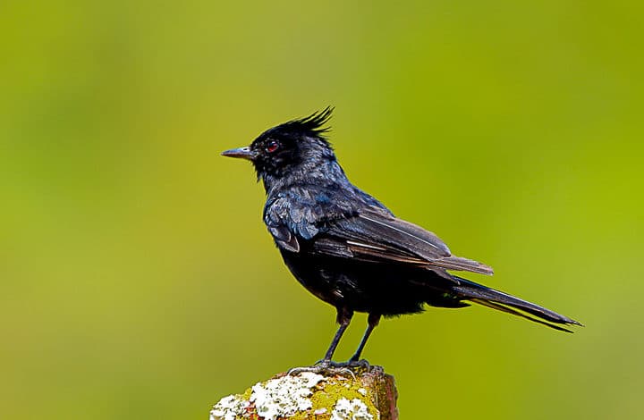Maria preta de penacho