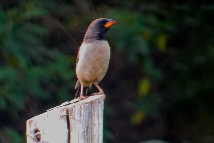 Batuqueiro
