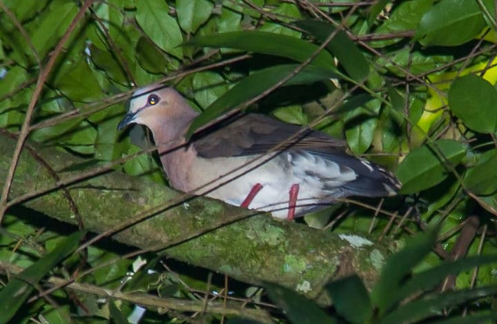 Juriti de testa branca