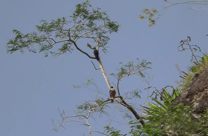 Falcão-de-peito-laranja