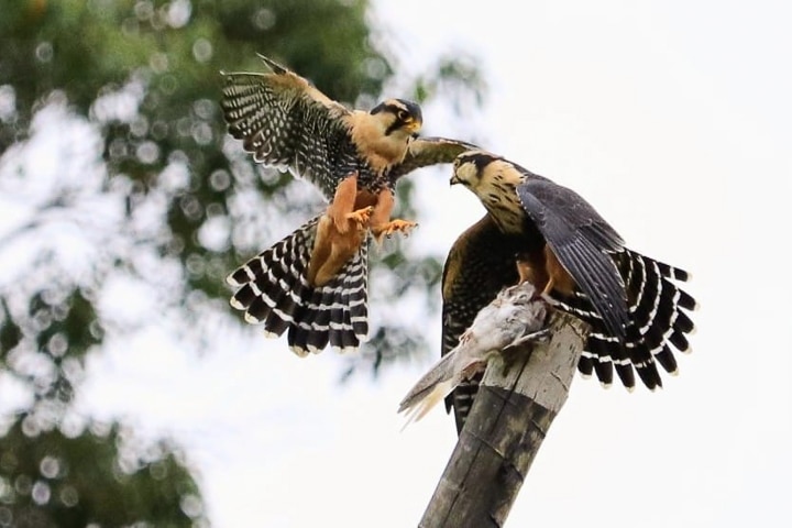 Falcão de coleira