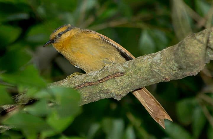 Limpa-folha-de-testa-baia
