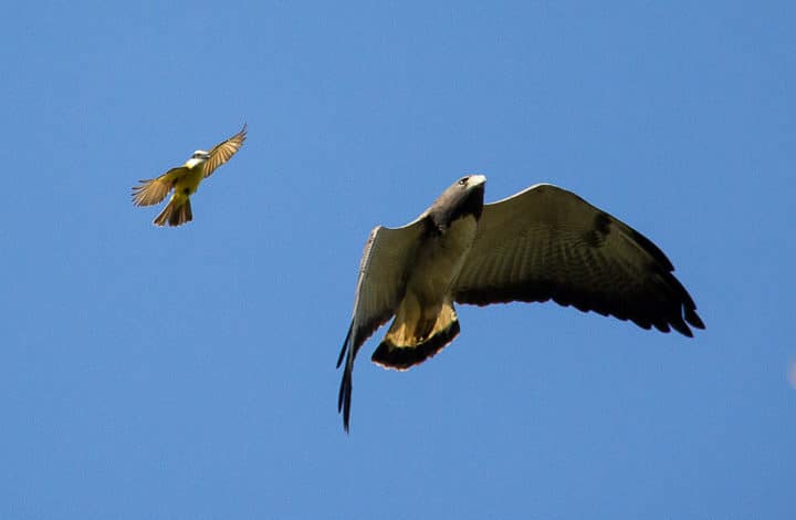 Gavião de rabo branco
