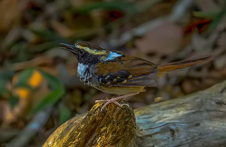 Formigueiro assobiador