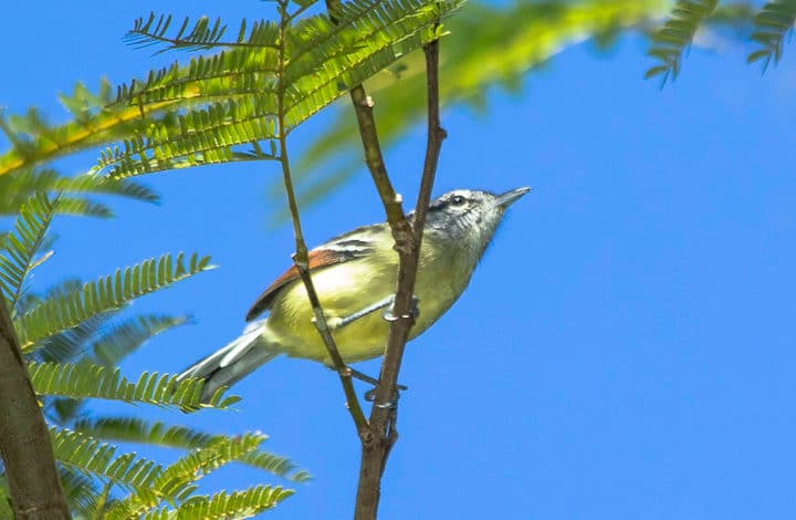 Chorozinho de asa vermelha