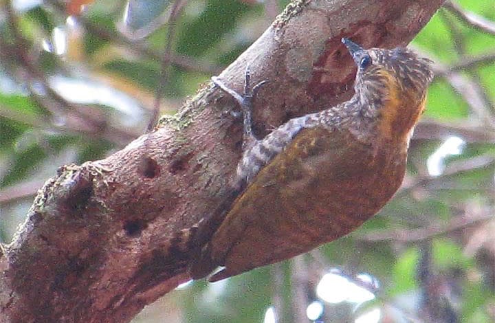 Pica pau de testa pintada