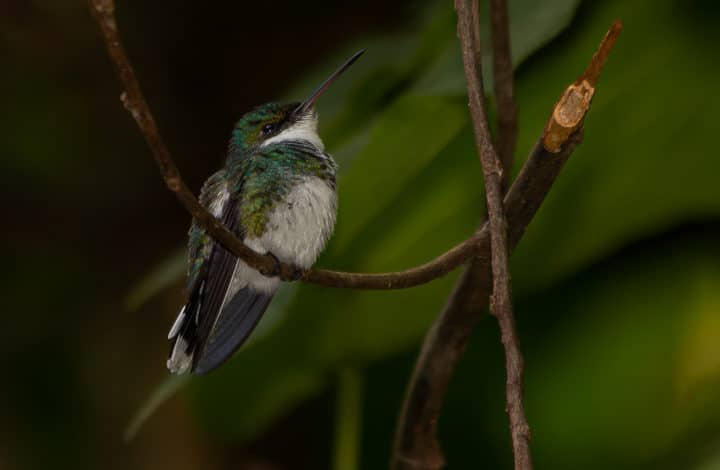 Beija-flor-de-papo-branco