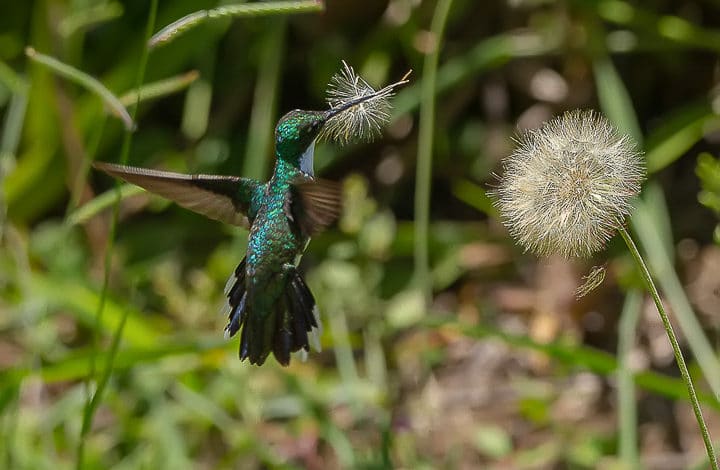 Beija-flor-de-papo-branco