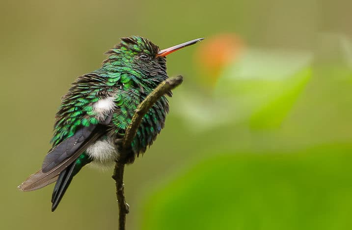 Besourinho-de-bico-vermelho