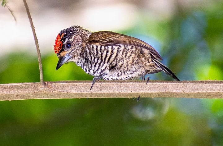 Picapauzinho barrado